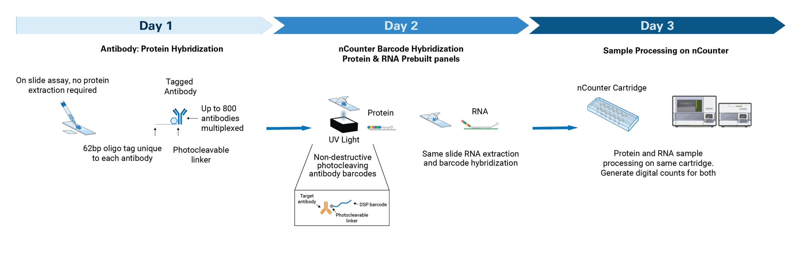 Overview of hands-on 3 day workflow for the nCounter RNA + Protein Multiomics assay.